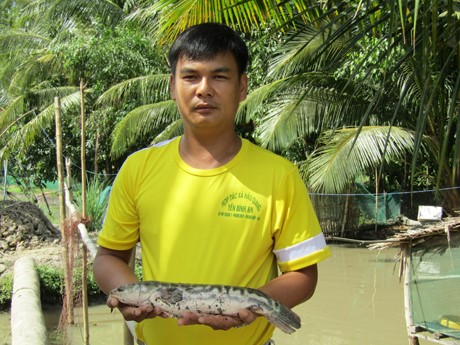 Giám đốc Phan Văn Tèo cho hay, cá lóc bông không khó nuôi như nhiều lời đồn thổi.