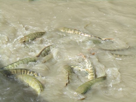Theo anh Phan Văn Tèo, nếu xử lý môi trường nước ao, đáy ao tốt, cho ăn đầy đủ, cá lóc bông rất nhanh lớn, khỏe mạnh.