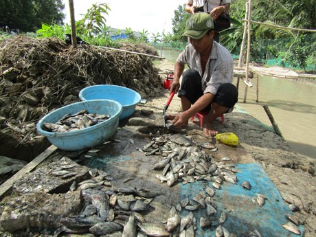 Thức ăn cho cá lóc bông rất dồi dào, đó là các loại cá tạp bán chợ, nhiều nhất là cá rô phi.