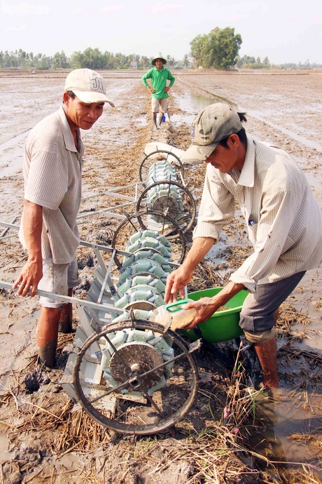 Nhà nông cải tiến kỹ thuật giúp giảm lượng giống, nâng cao hiệu quả sản xuất lúa.