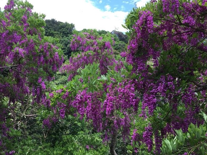 Sau mùa hoa lau trắng, mùa sim tím nở tím rộ khắp khu bảo tồn thì từ giữa tháng 5-2018, hoa của cây Thàn mát một loài cây mọc rất nhiều trên bán đảo Sơn Trà lại bắt đầu nở rộ, khoe sắc trên những triền núi. 