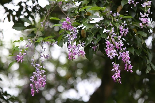 Sau mùa hoa lau trắng, mùa sim tím nở tím rộ khắp khu bảo tồn thì từ giữa tháng 5-2018, hoa của cây Thàn mát một loài cây mọc rất nhiều trên bán đảo Sơn Trà lại bắt đầu nở rộ, khoe sắc trên những triền núi. 