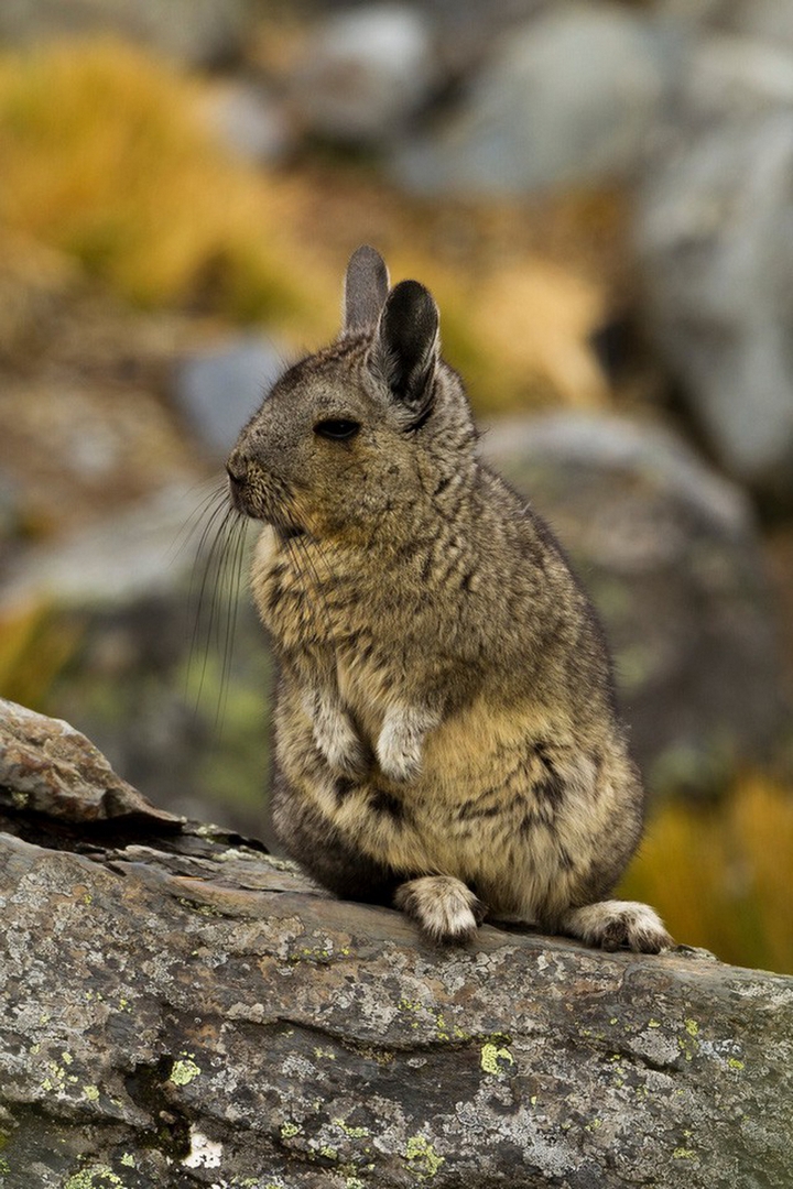 Chuột Viscacha miền bắc - Ảnh: Rob Wallace