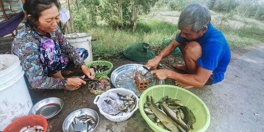 Vợ chồng ông Bảy Tá làm cá bán ở chợ bên đường thuộc tỉnh Long An - Ảnh: QUỐC VIỆT