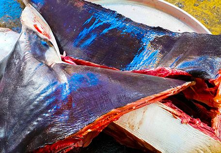  Thịt cá đuối đen tươi thuộc dạng hiếm của Sông Đốc.