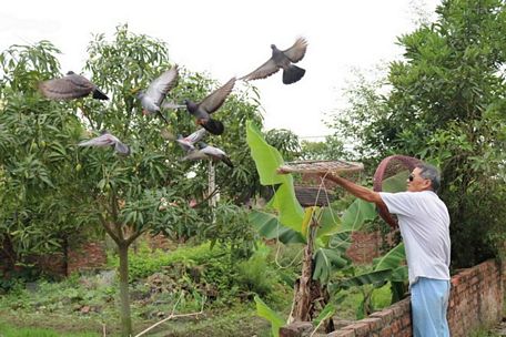 Ông Trần Văn Hiện, xã Bồng Lai, huyện Quế Võ, tỉnh Bắc Ninh đang vực đàn chim bồ câu bay. (Ảnh: Thanh Thương/TTXVN)