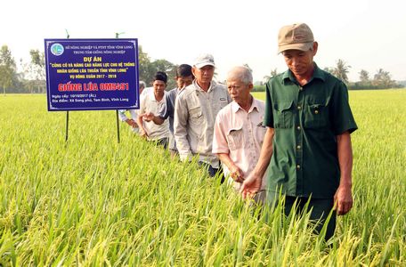 Sản xuất nông nghiệp trong 6 tháng đầu năm đạt được kết quả tích cực.  Trong ảnh: Dự án sản xuất giống lúa góp phần cung ứng, gia tăng tỷ lệ sử dụng giống lúa chất lượng cao trên 70% diện tích gieo sạ.