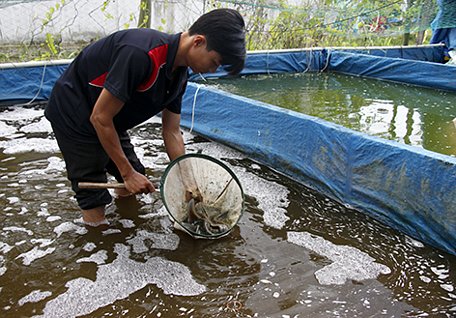  Anh Trần Thanh Hùng đang chăm sóc đàn cá chạch lấu giống trong một bể ương nuôi.