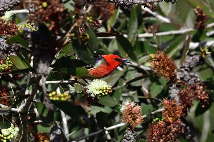 Chú chim hút mật đậu trong bụi cây ở Brisbane, Australia. Ảnh: Alamy