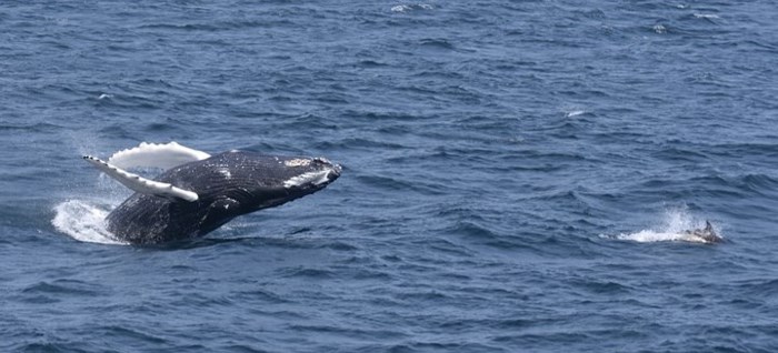 Chú cá voi lưng gù bơi theo chú cá heo tại Stellwagen ở Đại Tây Dương. Ảnh: Guardian.