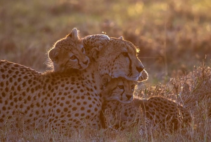 Báo cheetah mẹ âu yếm con tại Masai Mara, Kenya. Ảnh: Sutterstock