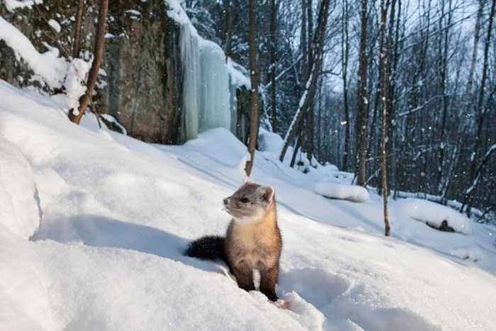 Chú chồn marten bới tuyết tìm mồi ở Ontario, Canada. Ảnh: Alamy