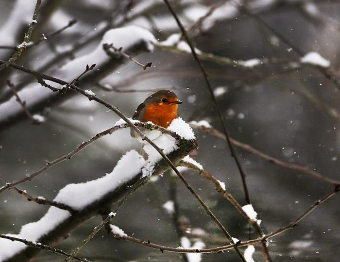 Chú chim sẻ nhỏ trong mưa tuyết tại Frankfurt, Đức. Ảnh: AP
