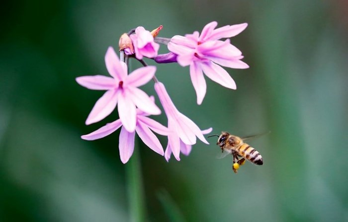 Chú ong kiếm mật tại Johannesburg, Nam Phi. Ảnh: EPA