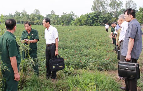 Đoàn tham quan mô hình trồng màu của HTX Rau củ quả xã Tân Bình.