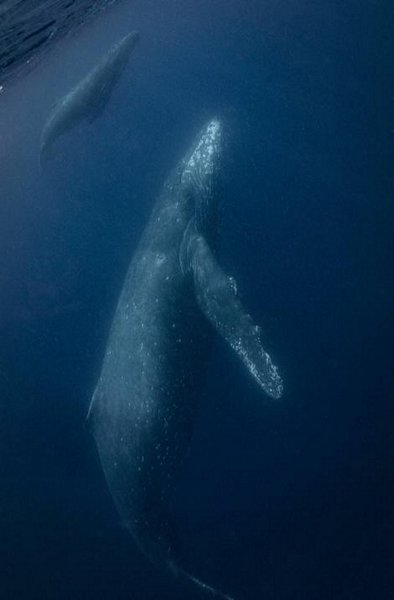  Hai mẹ con cá voi lưng gù bơi cạnh nhau - Ảnh: Reiko Takahashi/NG