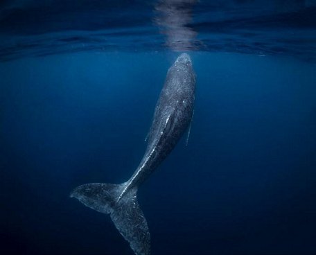  Cá voi lưng gù con bơi nhẹ nhàng tại vùng biển đảo Kumejima - Ảnh: Reiko Takahashi/NG