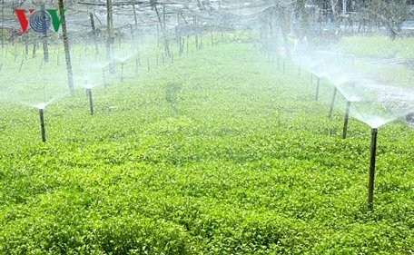  Thu nhập hàng trăm triệu từ mô hình trồng cải xà lách xoong. (Ảnh: Phạm Hải).