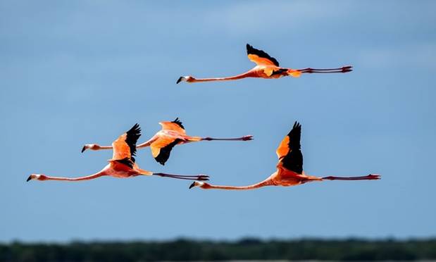 Những chú chim hồng hạc ở khu bảo tồn sinh quyển Ría Lagartos ở Yucatan, Mexico. Ở thời điểm hiện tại, có ít nhất 21.960 tổ chim hồng hạc trong khu bảo tồn này.