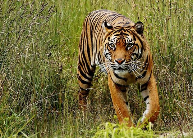 Một chú hổ Sumatra. Các phân tích mới cho thấy, sự phá hủy các khu rừng nhiệt đới để trồng dầu cọ đã khiến hơn 190 loài động vật bị đe dọa trong đó có cả loài đười ươi và hổ Sumatra.