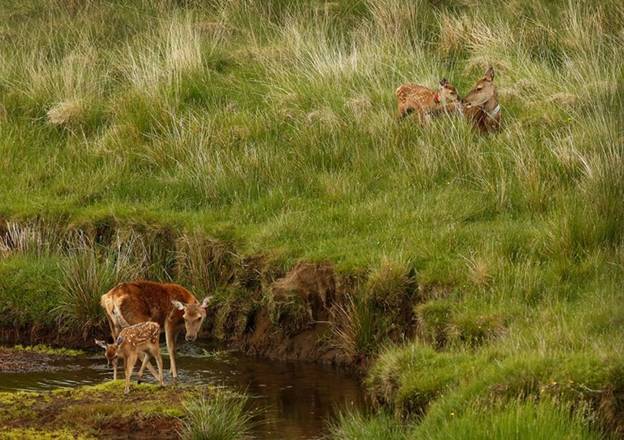 Những chú hươu đỏ trong mùa sinh sản trên đảo Rum – một đảo nhỏ thuộc quần đảo Hebrides của Scotland.