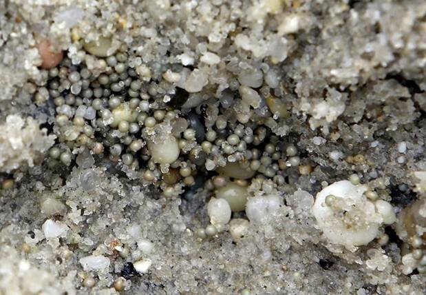 Tổ trứng sam dưới cát tại bãi biển Kimbles, ở New Jerrsey, Mỹ. Mỗi khi mùa xuân đến, những loài chim sống ven biển di cư từ miền nam tới phía Bắc, dừng chân trên những bãi cát trên vịnh Delaware để “dùng bữa” là những tổ trứng sam này.