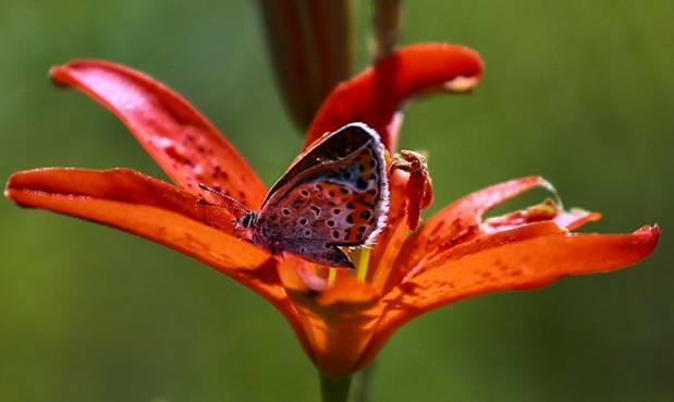 Một chú bướm đậu trên hoa lili đỏ ở khu bảo tồn thiên thiên Beryozovsky, thuộc khu vực Amur của Nga.