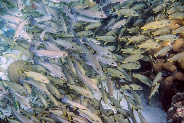 Đàn cá ở khu bảo tồn biển Hol Chan, ngoại ô San Pedro ở Ambergris Caye, Belize, nơi có rạn san sô lớn thứ 2 thế giới.