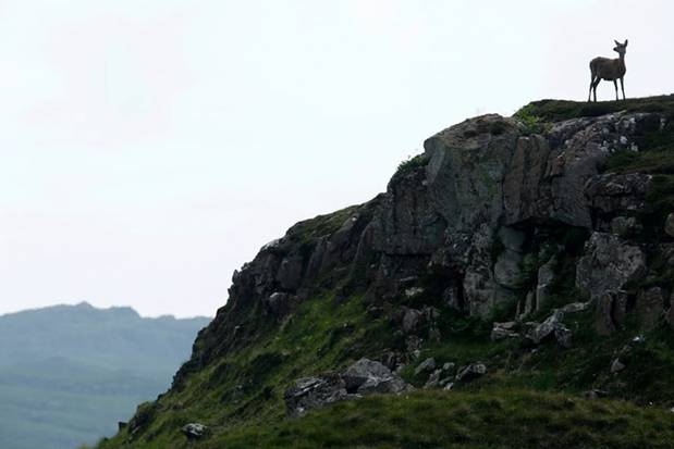 Một chú hươu đỏ đứng bên vách núi trên đảo Rum, một đảo nhỏ trong quần đảo Hebrides của Scotland.