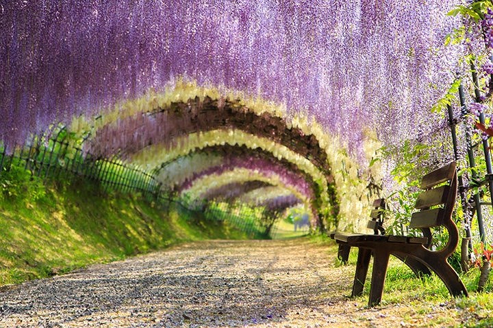Đường hầm hoa tử đằng ở Fukuoka, Nhật Bản, với 150 cây gồm hơn 20 loài khác nhau nở rộ vào cuối tháng 4, khiến cho khung cảnh nơi đây như một chốn bồng lai.