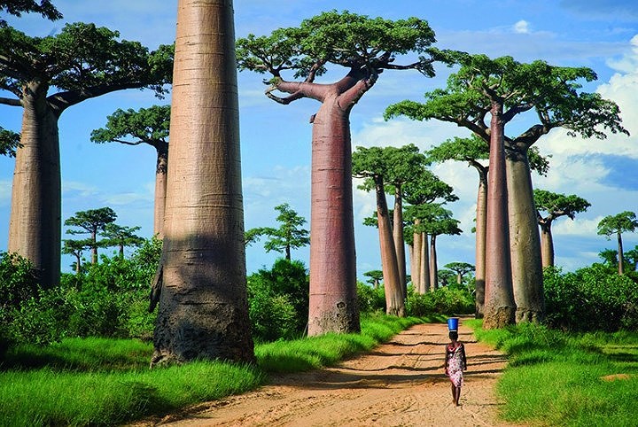 Rừng cây Baobab, Madagascar khiến du khách ngỡ như lạc vào một hành tinh khác.