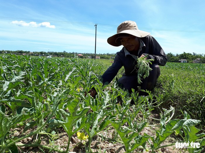 Nông dân Quảng Nam phơi mình trong nắng nóng để sản xuất - Ảnh: LÊ TRUNG