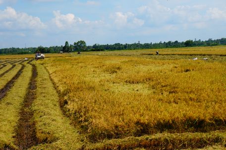 Cử tri kiến nghị cần kịp thời thu mua lúa đối với cánh đồng mẫu lớn, tránh thất thoát cho nông dân. Trong ảnh: Thu hoạch lúa trên địa bàn huyện Trà Ôn.