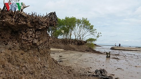 Sạt lở rừng phòng hộ ven biển ở Gò Công Đông, Tiền Giang.