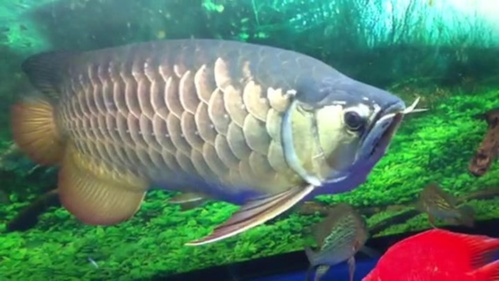 Loài kim long là một trong những cá thể cá cảnh lớn gần nhất Việt Nam với chiều dài khoảng 70cm. (Ảnh: Vietnamnet)