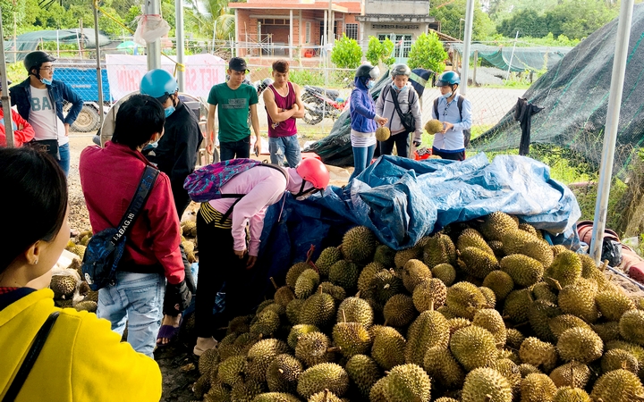 Khách hàng sẵn sàng mua sầu riêng sống (vì chưa chín kịp), mang về với giá 35.000 đ/kg.
