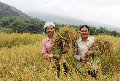 Nông dân xã Thẩm Dương thu hoạch lúa nếp Khẩu Tan Đón. Ảnh: B.L.C