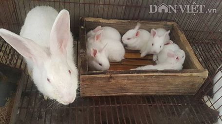 Nhờ nuôi thỏ mà mỗi tháng gia đình bà Lanh bỏ túi đều đặn hơn 10 triệu đồng.
