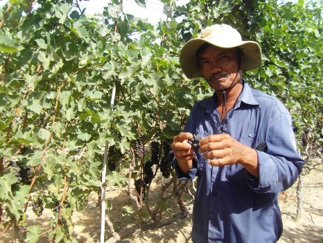 Anh Thạch Vũ Vương (xã Phước Thuận, huyện Ninh Phước) là một nông dân chuyển đổi thành công từ giống nho đỏ sang giống nho tím, bình quân mỗi năm cho thu nhập 200 triệu đồng.