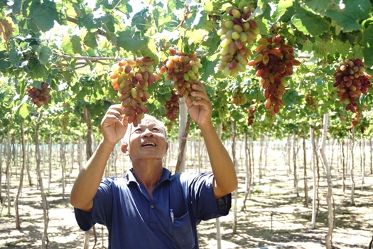 Anh Nguyễn Khắc Phòng (thôn Thái An, xã Vĩnh Hải, Ninh Hải) đã mạnh dạn trồng giống nho mới NH01- 152, hiệu quả mang lại bất ngờ. Một số hộ đang học tập kinh nghiệm của gia đình anh.