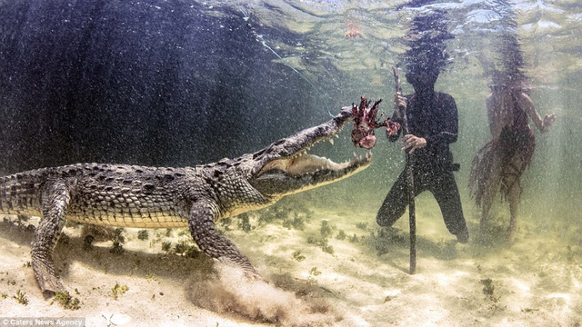Để những con cá sấu “vui vẻ, dễ chịu”, thợ lặn phải cho chúng ăn cá liên tục.