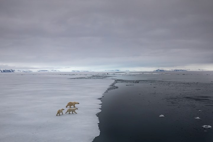 3 chú gấu trắng Bắc cực đang tản bộ và nhìn về phía vùng nước không đóng băng ở Bắc Cực.