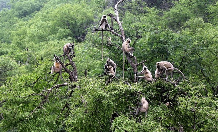 Một đàn khỉ langur (khỉ châu Á) ngồi trên các tán cây, trông như một gia đình nhiều thế hệ.