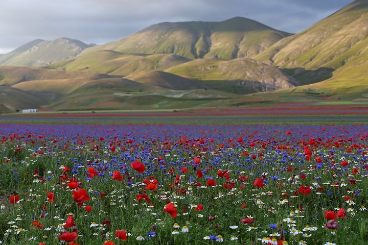 Hình ảnh cánh đồng hoa rực rỡ sắc màu dưới chân núi ở Castelluccio di Norcia, Italy.