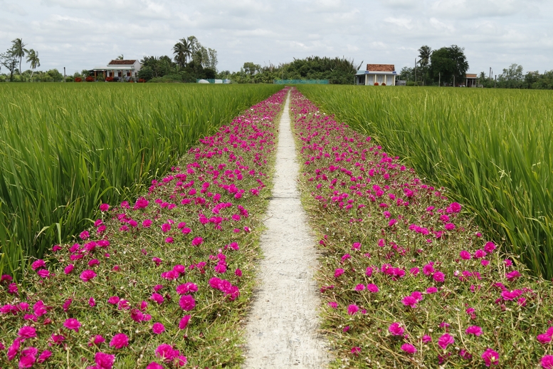 Con đường đầy hoa mười giờ thẳng tắp nằm giữa cánh đồng lúa xanh ngát cực kỳ lãng mạn.