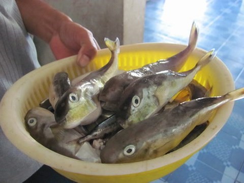 Những năm qua, loài cá nóc mít cực độc vẫn được một số người dân miền Tây đánh bắt và chế biến làm thức ăn và đã có không ít vụ ngộ độc đau lòng xảy ra. Ảnh: IT.