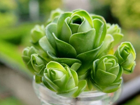 Trong họ Aeonium có đến 200-300 loại khác nhau, ở Việt Nam thì giống phổ biến nhất dòng Aeonium Greenovia (hay còn được gọi là hoa hồng xanh). (Ảnh: IT)