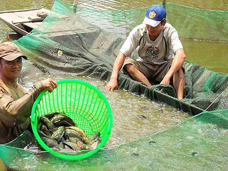 Người nuôi cá ở xã Phương Bình, huyện Phụng Hiệp, thu hoạch cá rô đầu vuông bán cho thương lái.