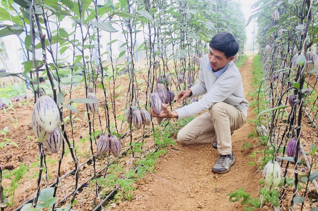 Anh Nguyễn Định đang chăm sóc những luống dưa pepino tím trong trang trại của gia đình mình tại Đà Lạt