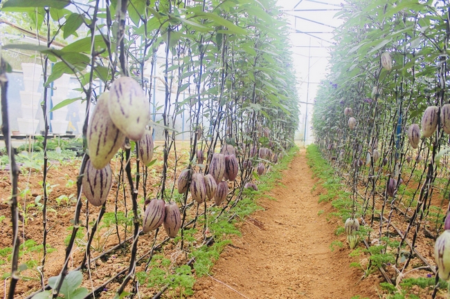 Một góc vườn dưa tím trong trang trại của anh Nguyễn Định